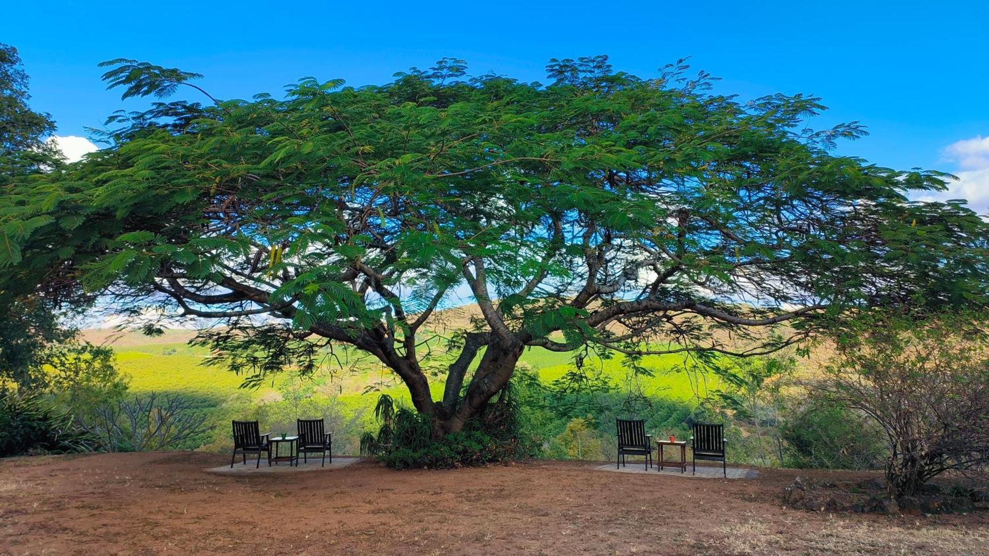 Abangane Guest Lodge Хейзивью Экстерьер фото